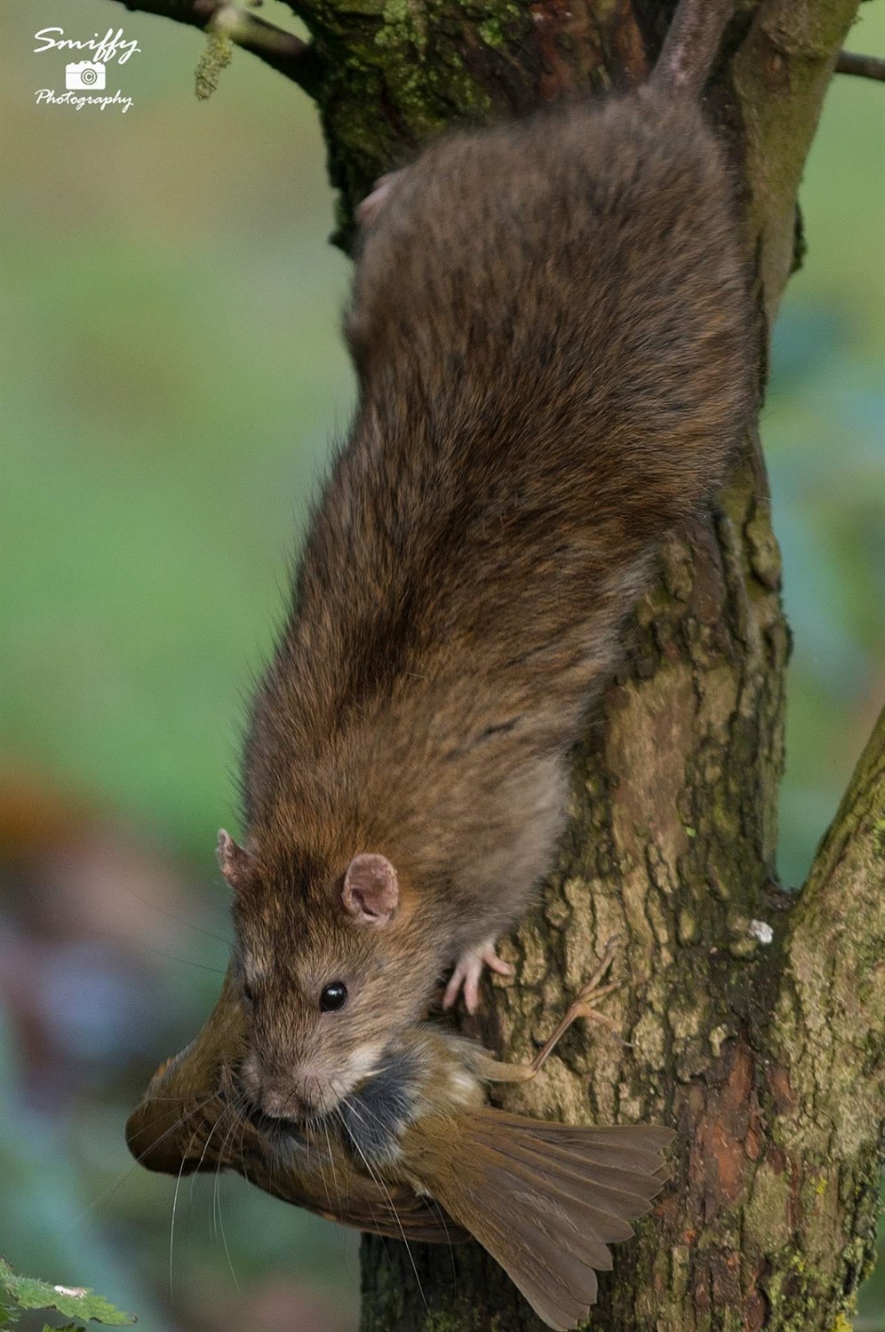 Rat and Robin Taken at Whisby Nature Park , by Lee Smith, Smiffy Photography